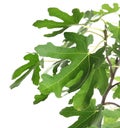 Young fig tree with lush leaves on white background Royalty Free Stock Photo