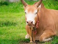 Young fighting bull relax and ruminant.