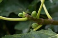 Young figs beginning to grow on a fig tree in summer in Portugal. Royalty Free Stock Photo