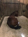 Young filly laying down