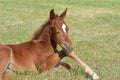 Young Quarter Horse Filly laying in the pasture