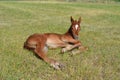 Young Quarter Horse Filly in a pasture