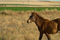 Young Filly at play