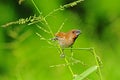 Young finch spice in the park Royalty Free Stock Photo