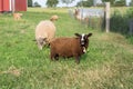 Young Finn Lamb Looking Up While Chewing Grass Royalty Free Stock Photo