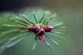 Young fir bud. Royalty Free Stock Photo