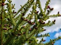 Young fir cones on the branches of trees against the blue sky, spring flowering Royalty Free Stock Photo