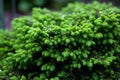 Young fir-tree branches with small needles