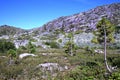 Young fir trees against lake and Sayan ridge