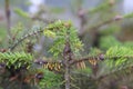 Young fir trees damaged by Dreyfusia piceae balsam woolly aphids.