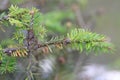 Young fir trees damaged by Dreyfusia piceae balsam woolly aphids.