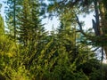 Young firs on the shore of a forest lake Royalty Free Stock Photo