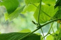 Young first cucumber flowers. cucumber leaf in the greenhouse.