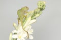 A young Fischer`s chameleon is crawling on Polianthes tuberosa flowers.
