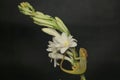 A young Fischer`s chameleon is crawling on Polianthes tuberosa flowers.