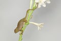 A young Fischer`s chameleon is crawling on Polianthes tuberosa flowers.