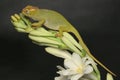 A young Fischer`s chameleon is crawling on Polianthes tuberosa flowers.