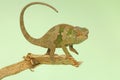 A young Fischer`s chameleon is crawling on tree branches.