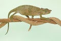 A young Fischer`s chameleon are crawling on tree branches.