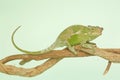 A young Fischer`s chameleon are crawling on tree branches.