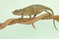 A young Fischer`s chameleon is crawling on tree branches.