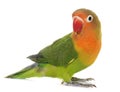 Young fischeri lovebird Royalty Free Stock Photo