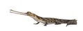 Young Fish-eating crocodile, Gavial, Gavialis gangeticus