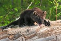 Young Fisher (Martes pennanti) Climbs Over Log