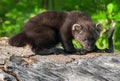 Young Fisher (Martes pennanti) Hunches on Log