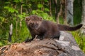 Young Fisher (Martes pennanti) Looks Forward from Atop Log Royalty Free Stock Photo