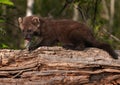 Young Fisher (Martes pennanti) Open Mouth on Log Royalty Free Stock Photo