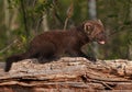 Young Fisher (Martes pennanti) Open Mouth on Log