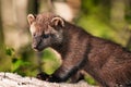 Young Fisher (Martes pennanti) Stands on Log