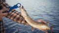 Young fisherman actively fishing at lake. Man demonstrates the caught pike Royalty Free Stock Photo