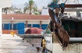 A young fisherman pulls himself with the only help of his muscular strength a boat in a fishing port pulling a thick rope