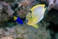 Young flameback angelfish (Centropyge aurantonotus) Royalty Free Stock Photo