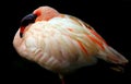 Young flamingo bird resting