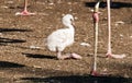 Young flamingo