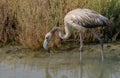 young flamingo in its natural environment Royalty Free Stock Photo