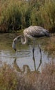 young flamingo in its natural environment Royalty Free Stock Photo