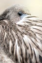 Young Flamingo Portrait Royalty Free Stock Photo