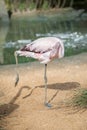 Flamingo preening Royalty Free Stock Photo