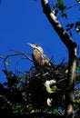 Young fledgling Great Blue Herons Royalty Free Stock Photo