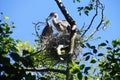 Young fledgling Great Blue Herons Royalty Free Stock Photo