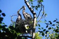 Young fledgling Great Blue Herons Royalty Free Stock Photo