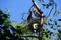 Young fledgling Great Blue Herons Royalty Free Stock Photo