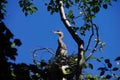 Young fledgling Great Blue Herons Royalty Free Stock Photo