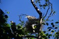 Young fledgling Great Blue Herons Royalty Free Stock Photo