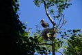 Young fledgling Great Blue Herons Royalty Free Stock Photo