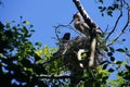 Young fledgling Great Blue Herons Royalty Free Stock Photo